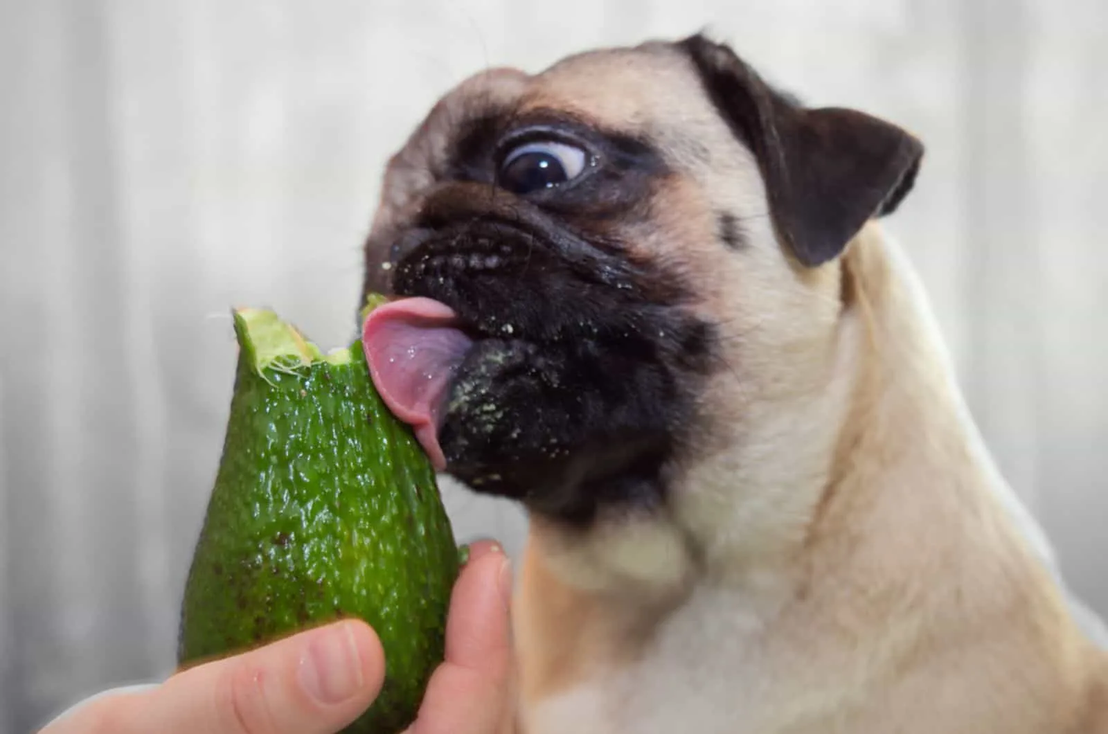 pug chewing avocado from woman's hand