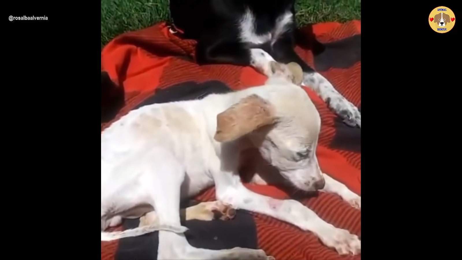 puppies on blanket