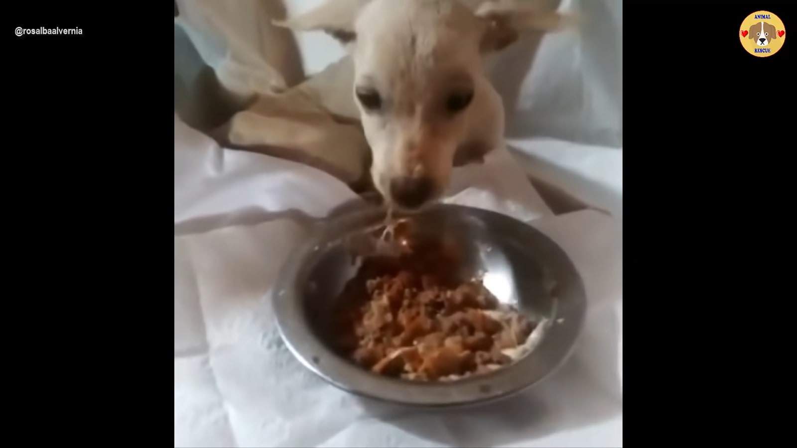 puppy eating from bowl