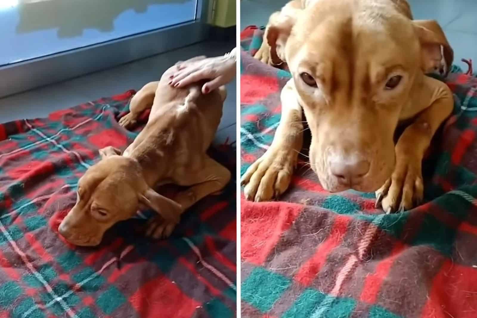 Puppy Survives Human Cruelty And Being Stuffed In A Suitcase
