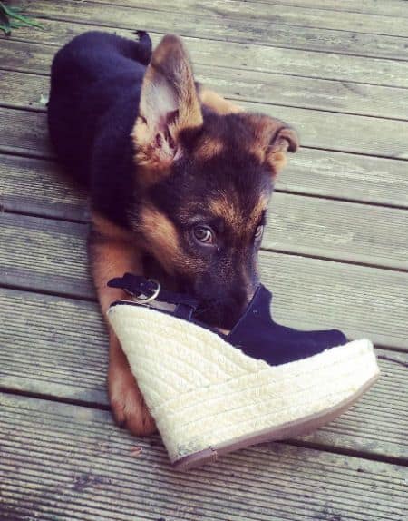 puppy playing with shoe