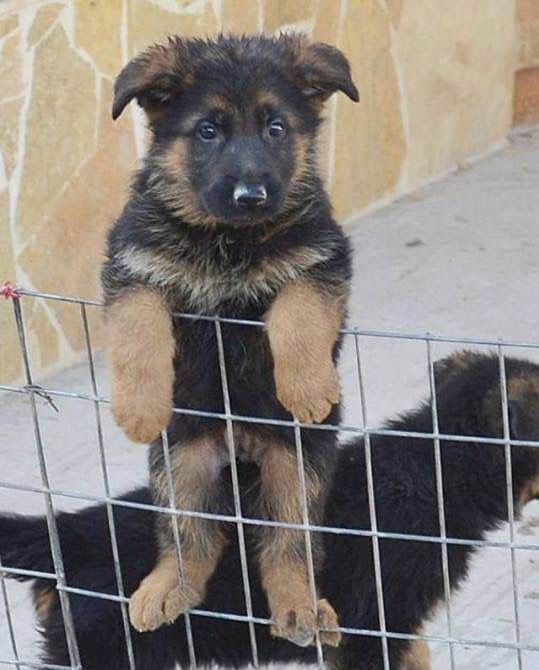puppy standing on the fence