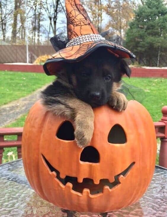 puppy with pumpkins