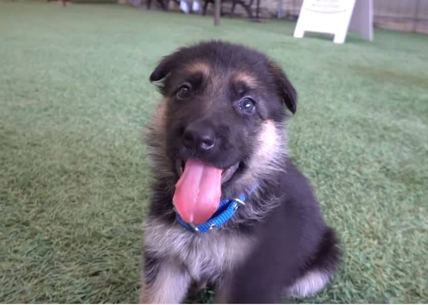 puppy with tongue out