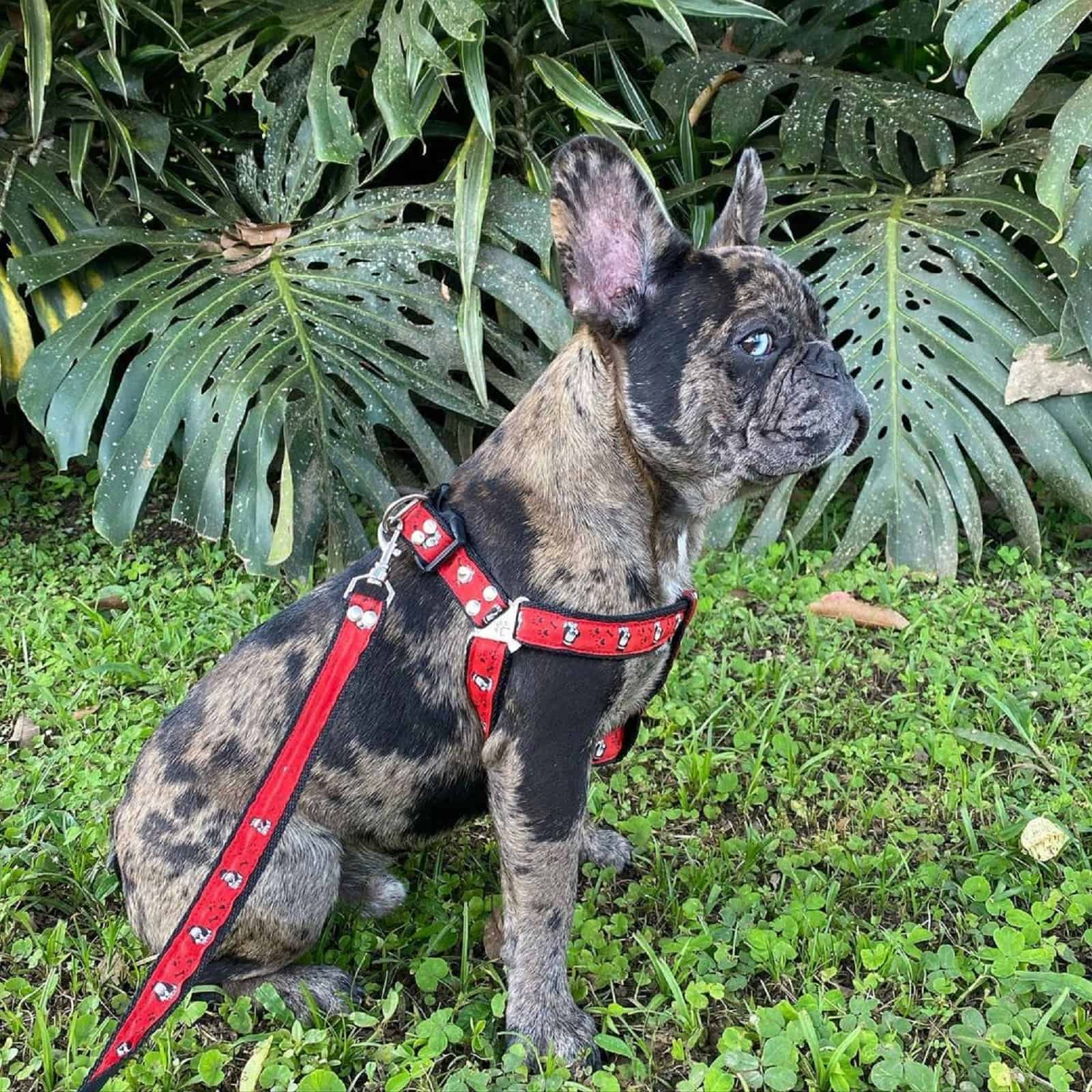 quad carrier french bulldog on a leash sitting on the grass
