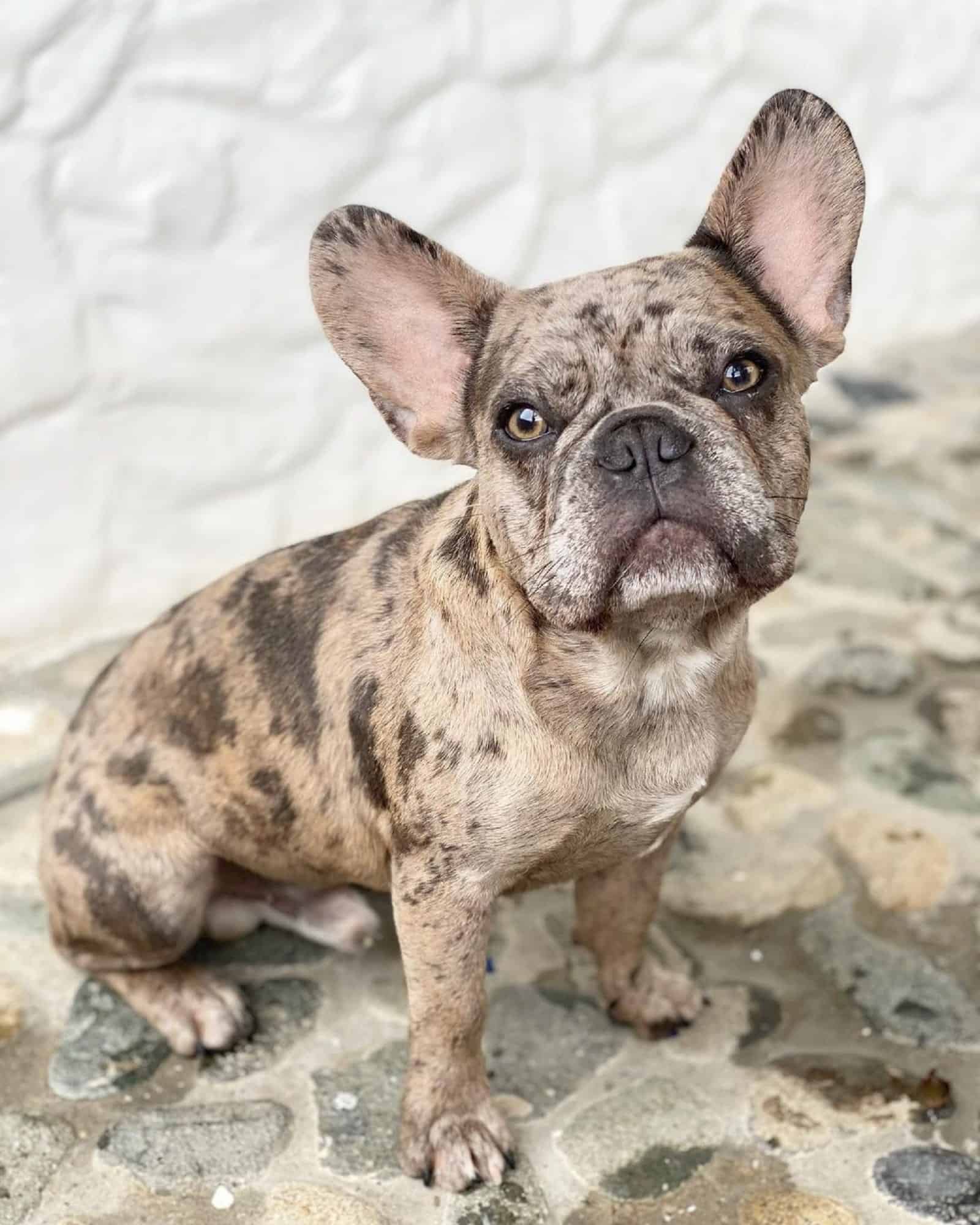quad carrier french bulldog sitting on the ground