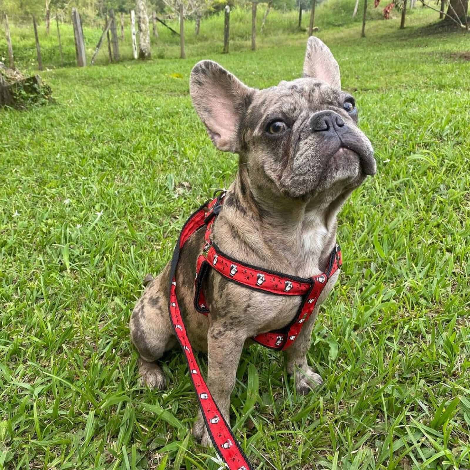 quad french bulldog sitting on the grass