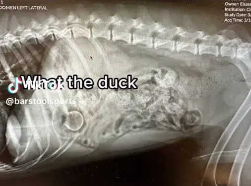 rendgen of dogs stomach