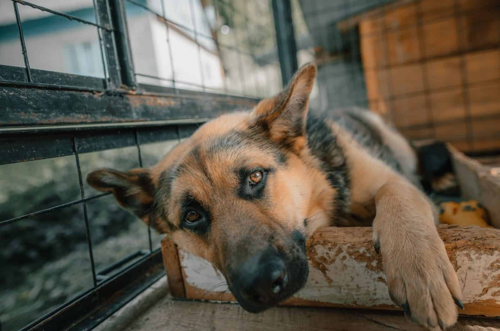 sad german shepherd lying in his bed