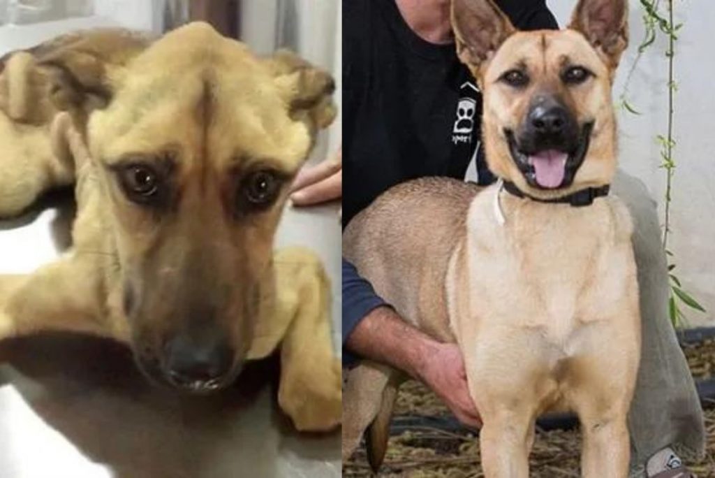 sad german shepherd before adoption and smiling after adoption