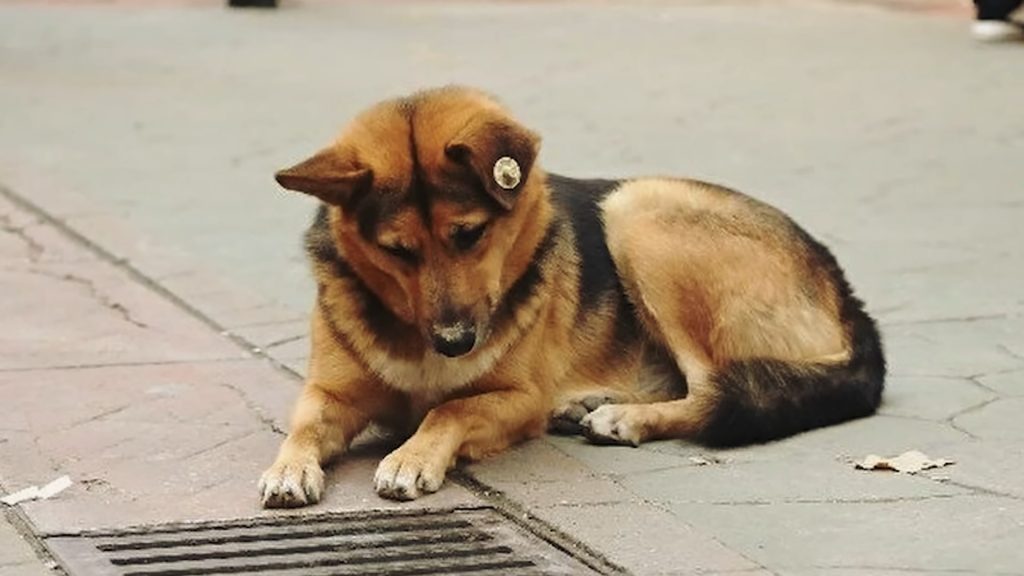 sad german shepherd looking through the drain