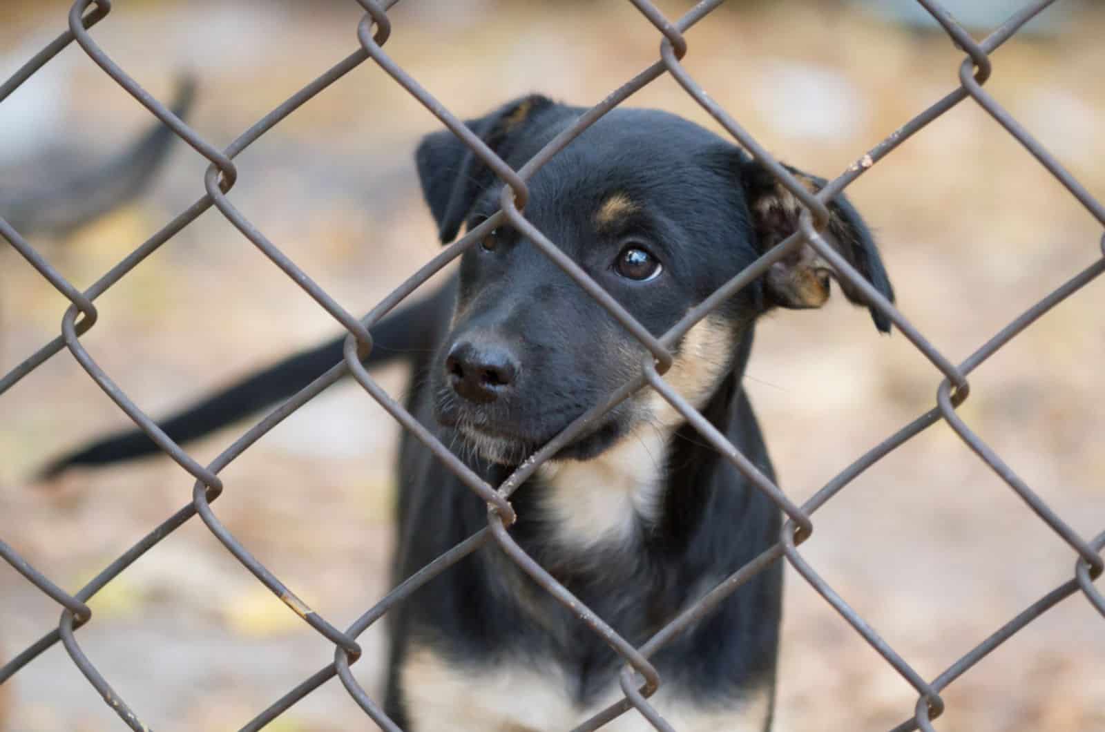 sad puppy in animal shelter