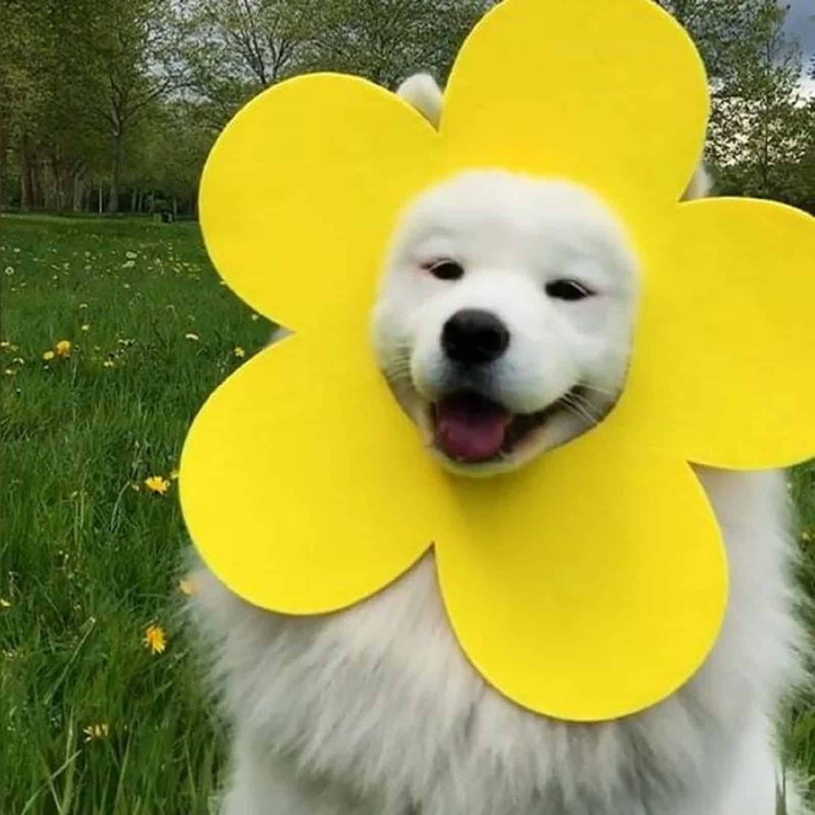samoyed dog in flower costume on a meadow