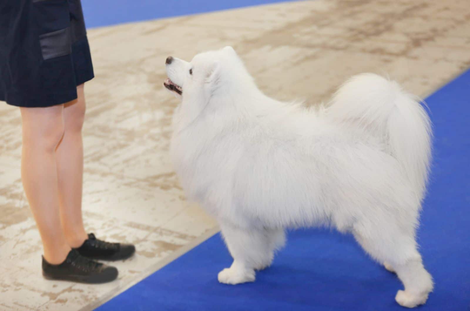 samoyed dog with owner at show