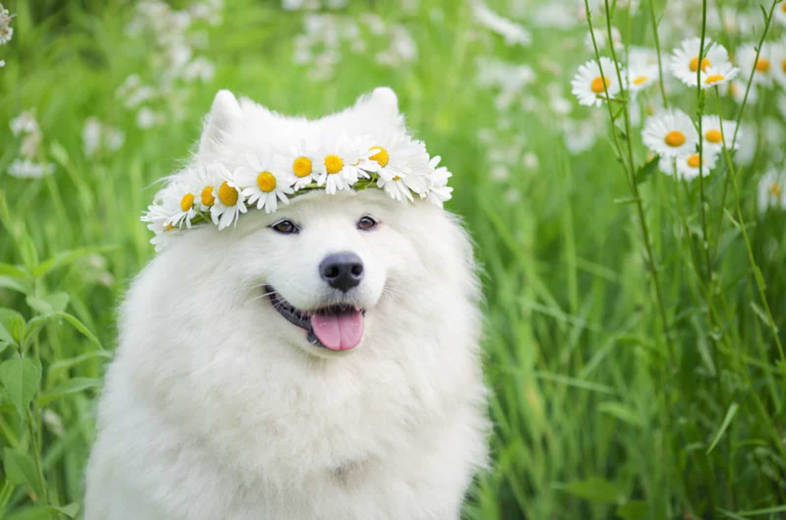 samoyed dog with wreath of flowers sitting in a meadow