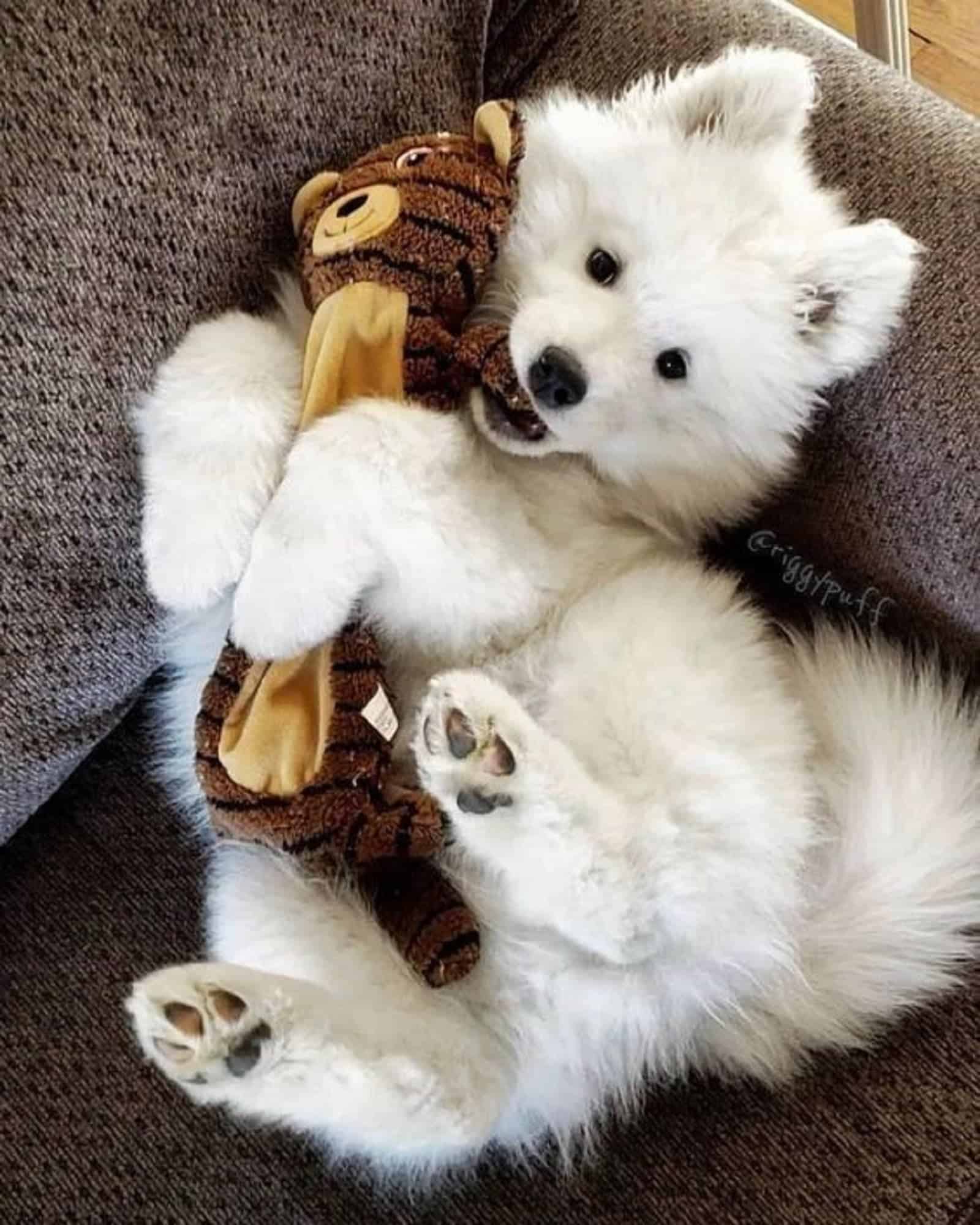 samoyed puppy playing with toy on the couch