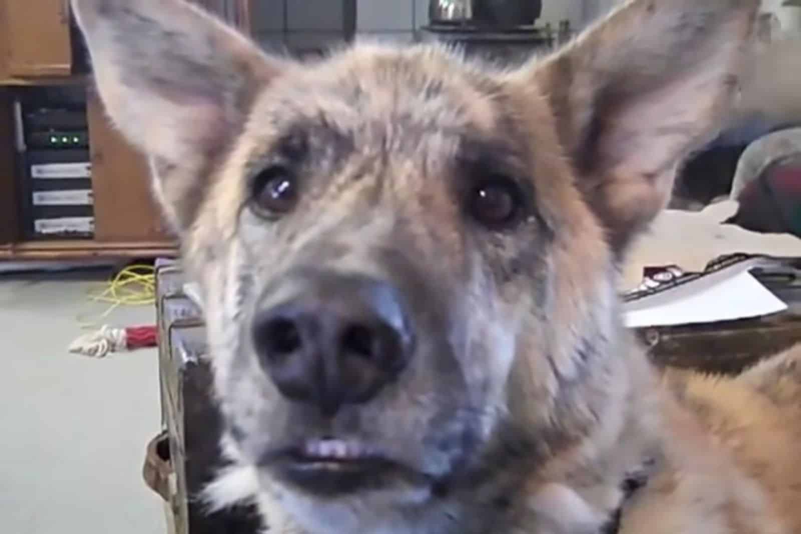 screenshot of a classic dog prank video