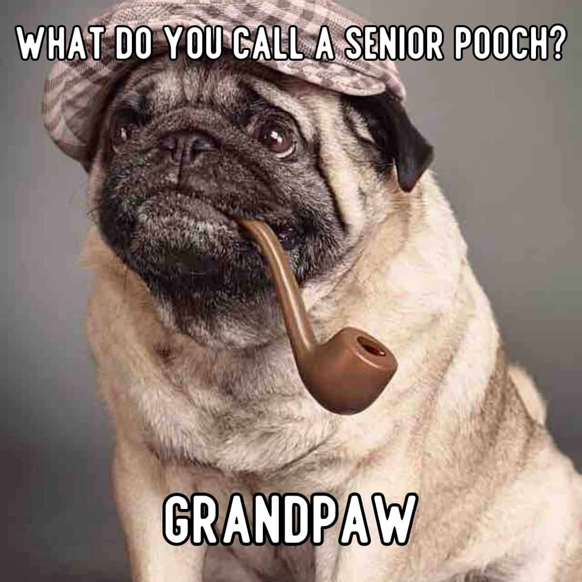 senior pooch joke