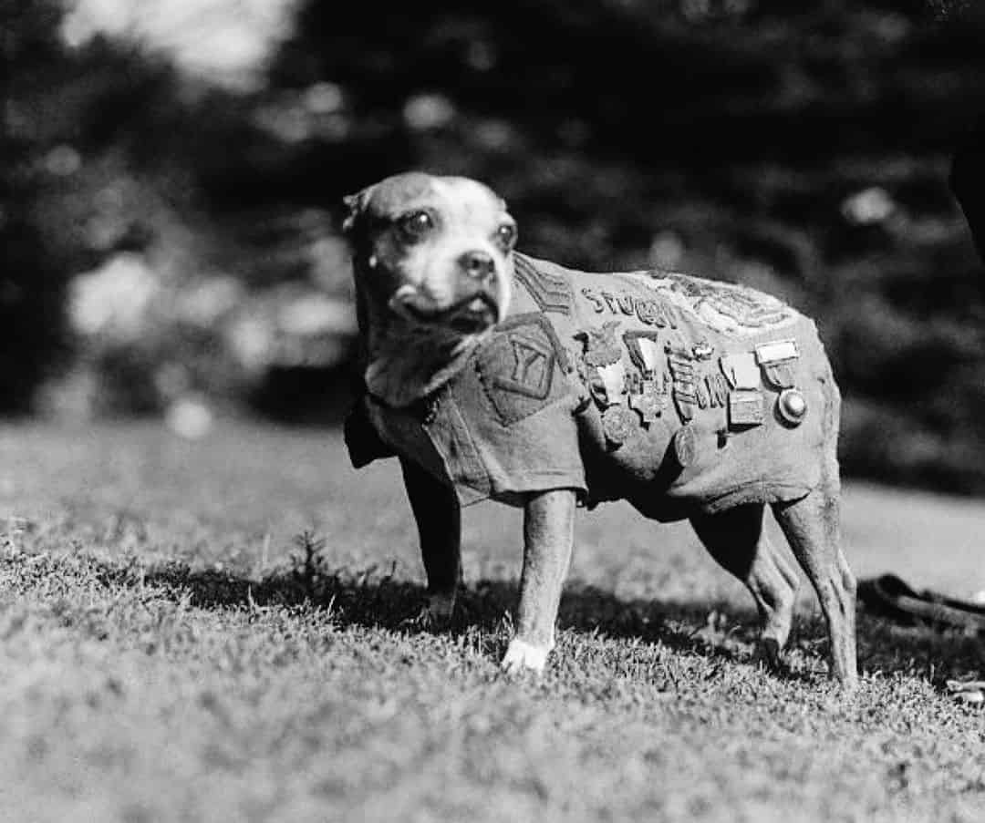 sergeant stubby, the most decorated war dog