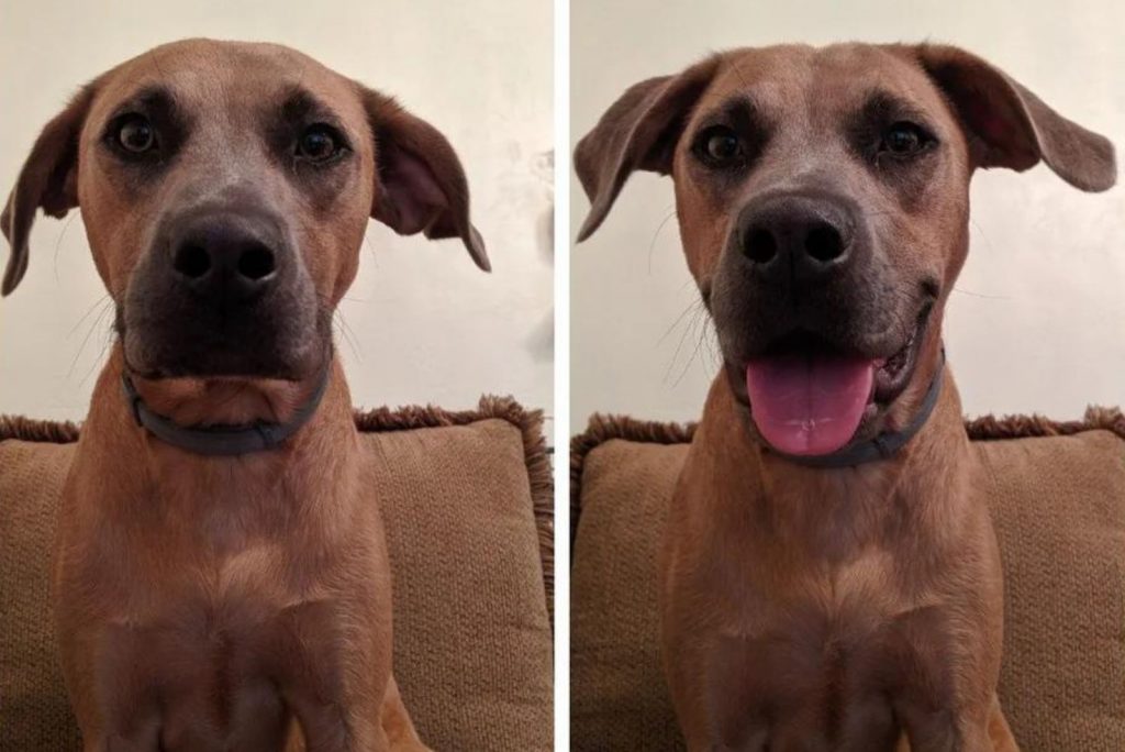serious and smiling dog
