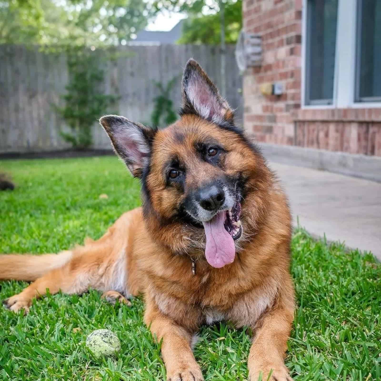 serious german shepherd dog lyign on the grass