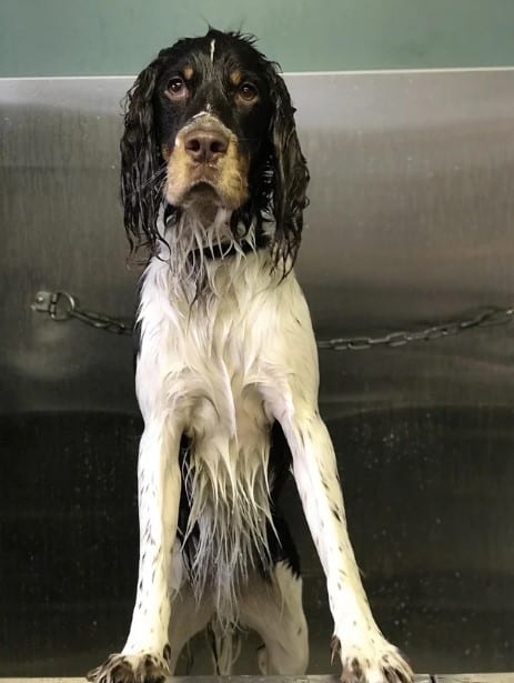 serious wet dog in a bath