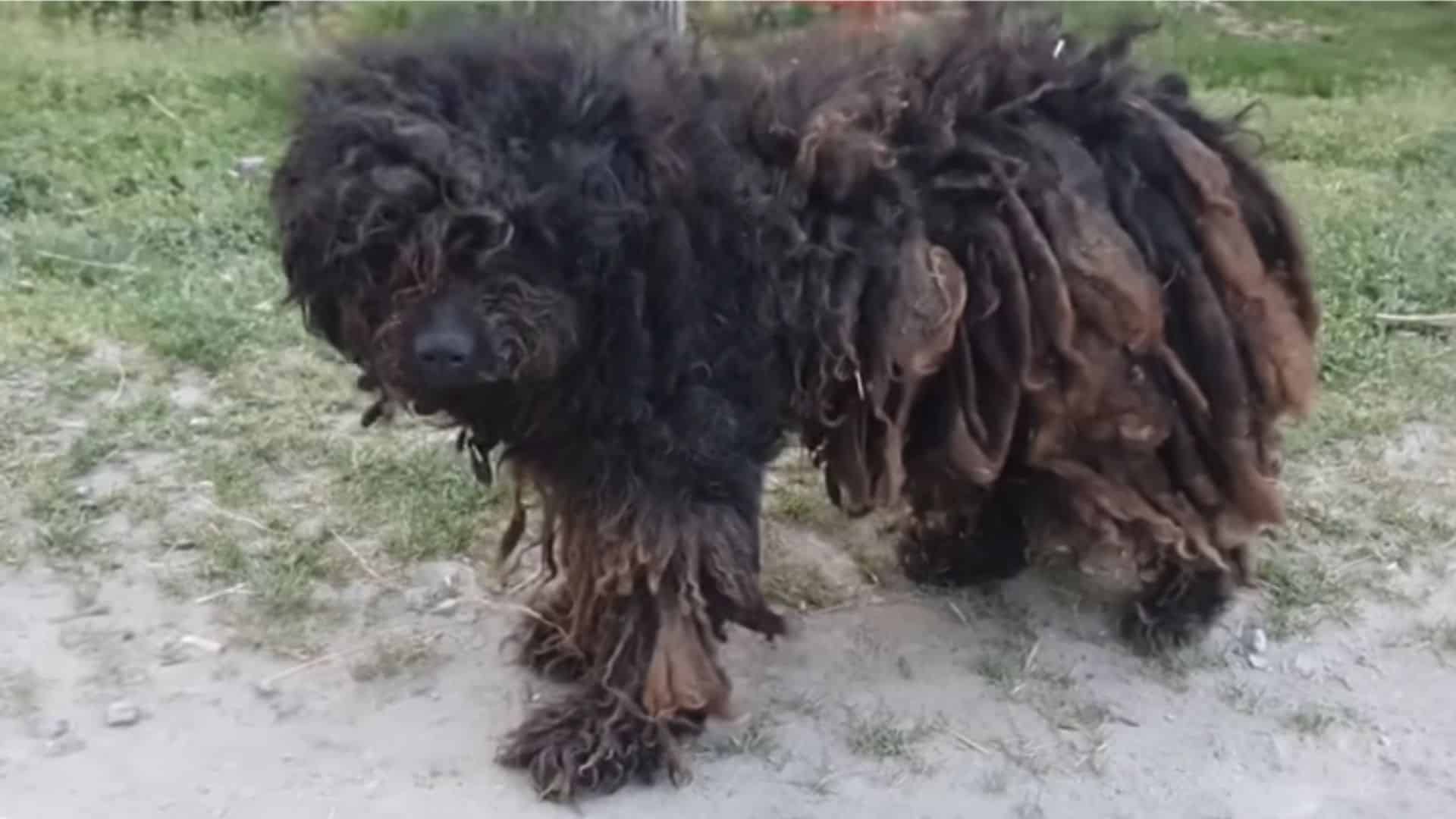 shaggy neglected dog