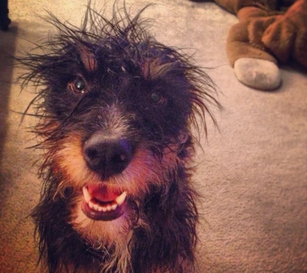 shaggy wet dog looking funny