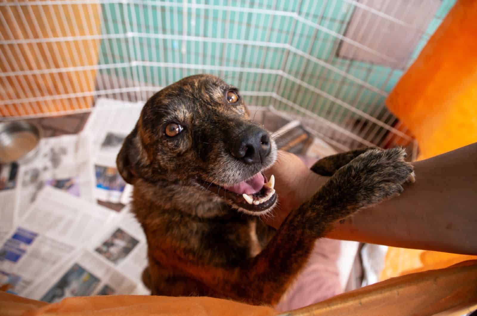 shelter dog begging for attention at an adoption fair