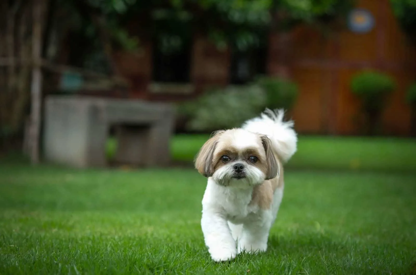 shih tzu dog walking in the garden