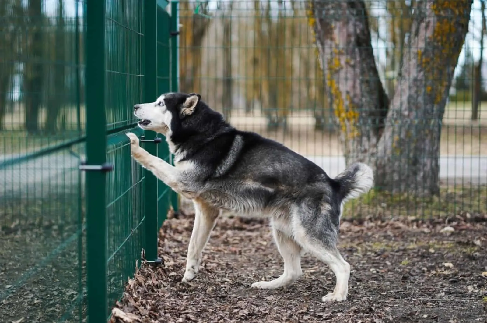 siberian husky jumping on the fence
