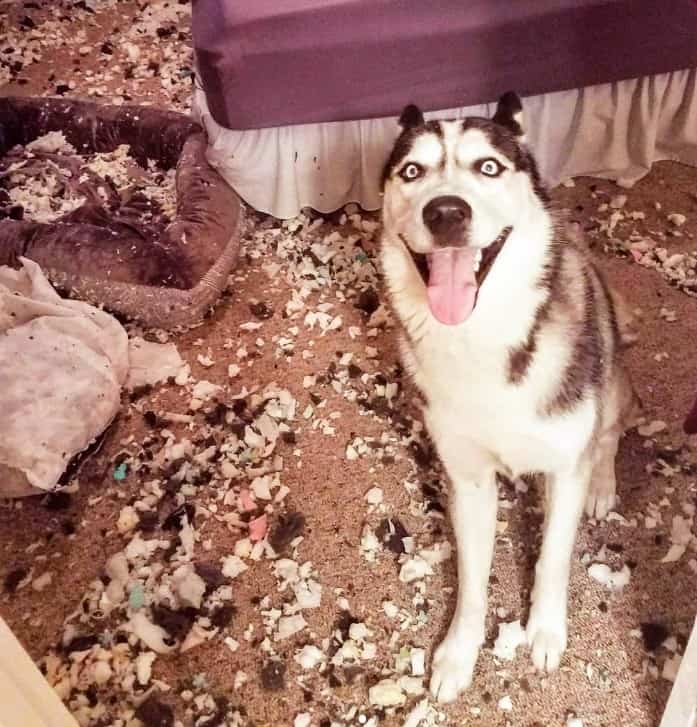 siberian husky sits and looks at the camera after the mess