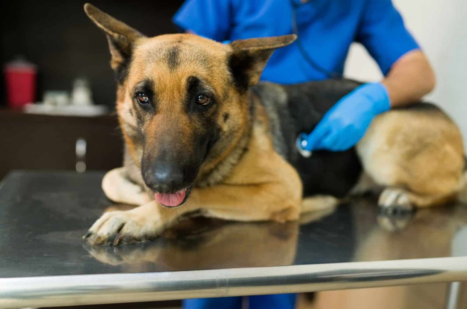 sick german shepherd lying on the table at the vet clinic