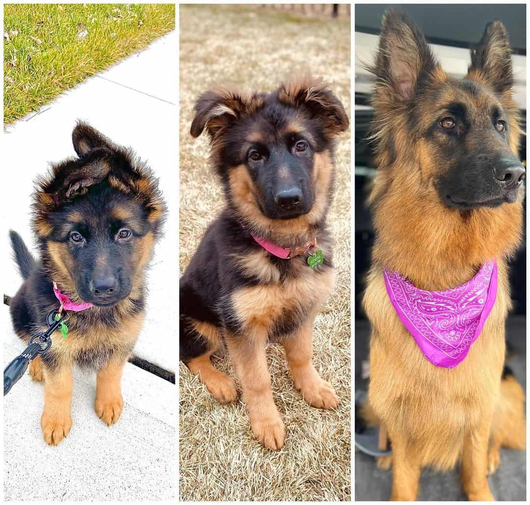 side by side comparison of a gsd puppy growing