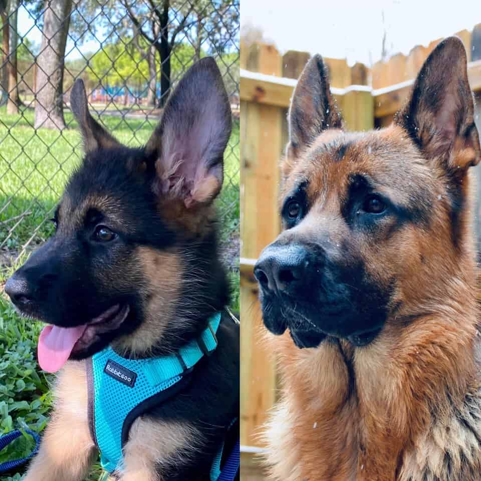 side portrait comparison of gsd as a puppy and as a grown dog
