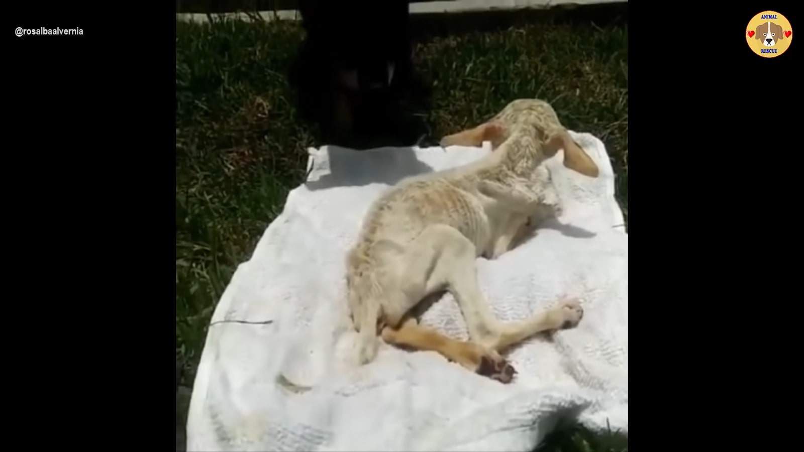 skinny little dog
