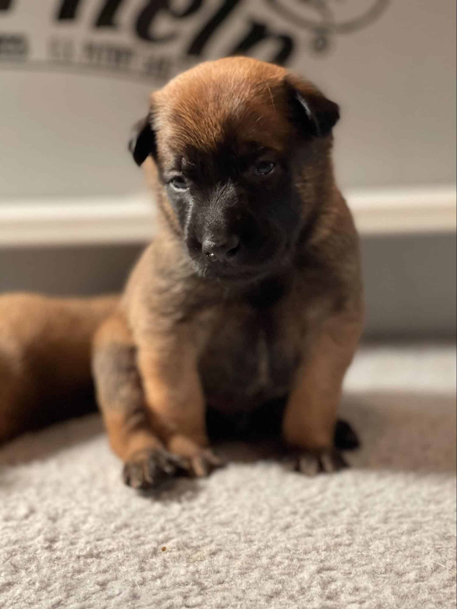 small belgian malinois puppy