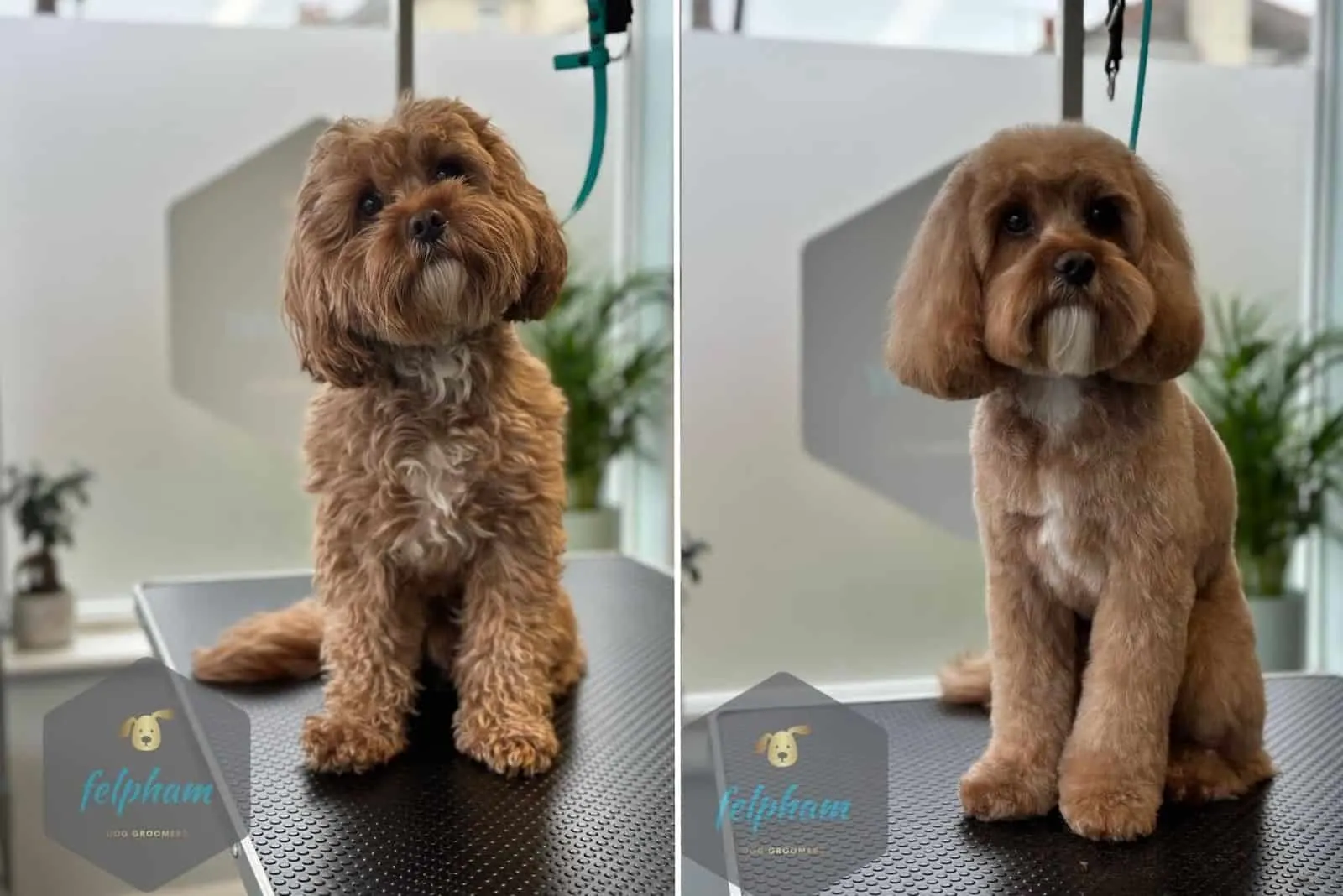 small brown dog before and after grooming