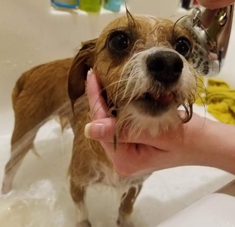 small cute dog having a bath looking like an old man