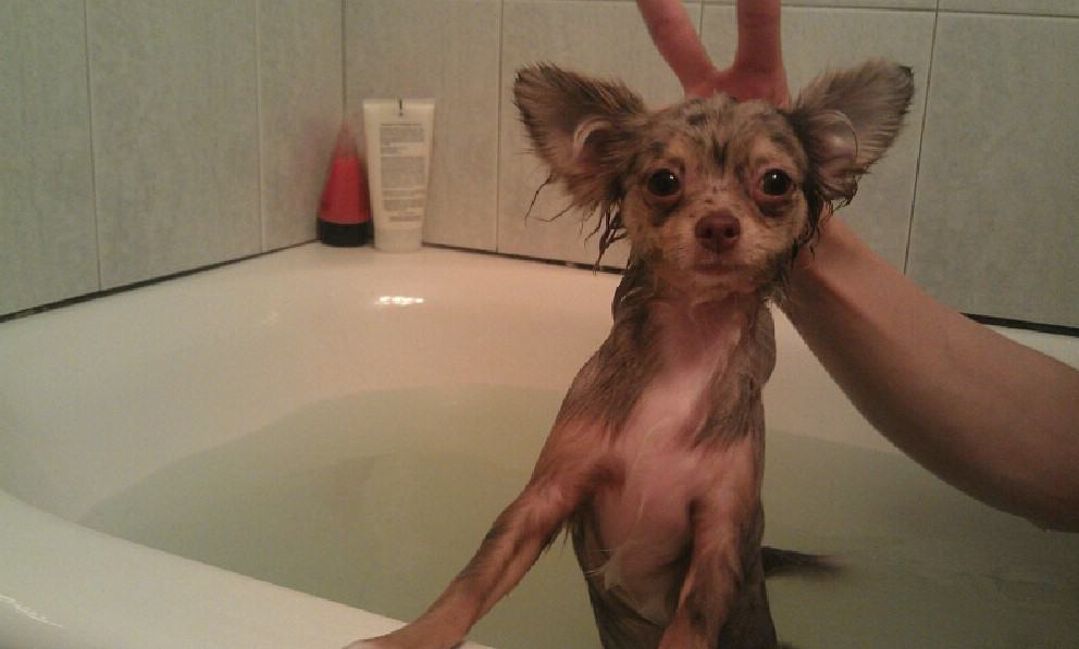 small dog having bath looking into camera