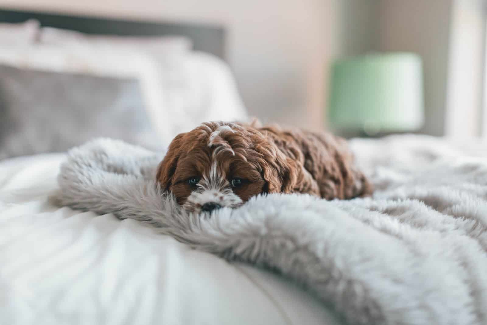 small dog sleeping on a blanket