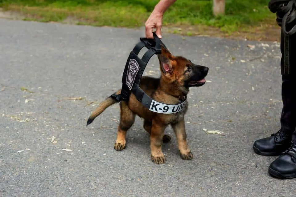small gsd puppy in training to become k9