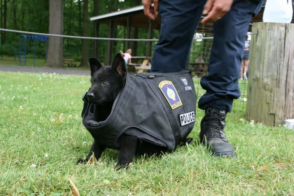 small gsd puppy wears vest for an adult k9 dog