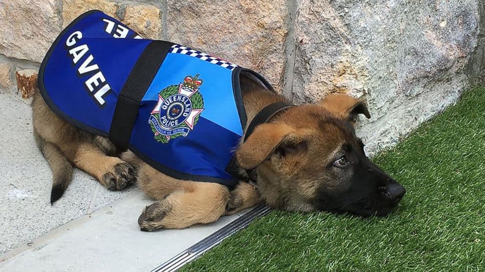 small k9 puppy taking a break