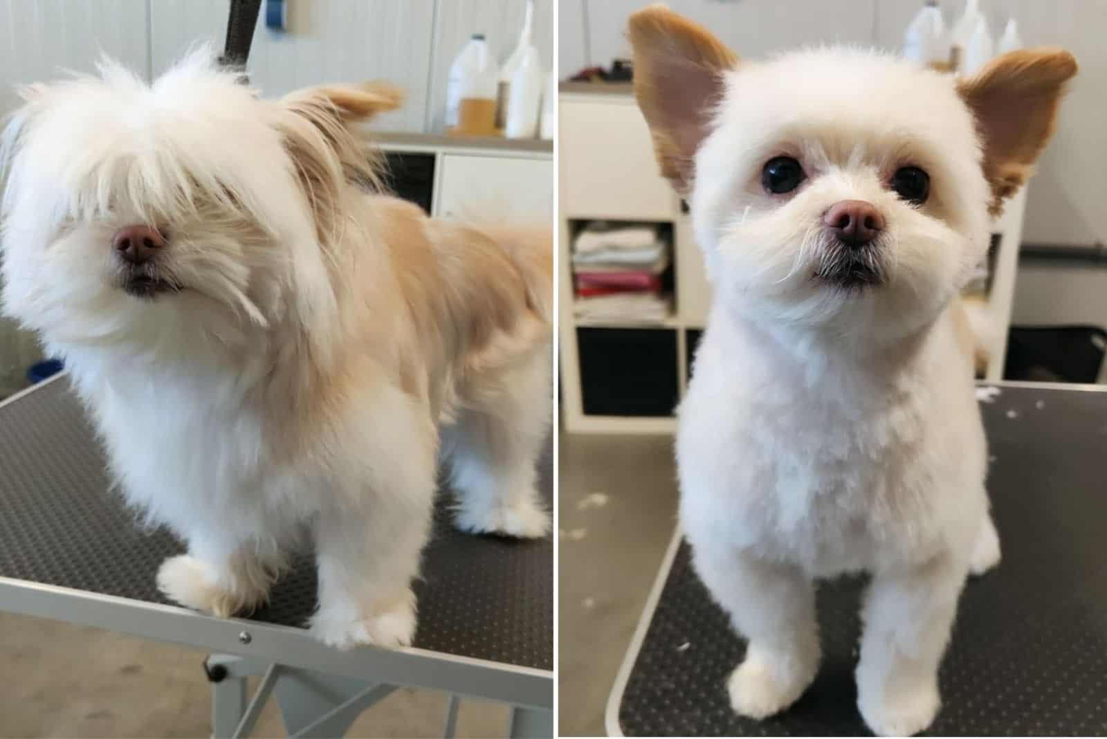 small white dog before and after grooming