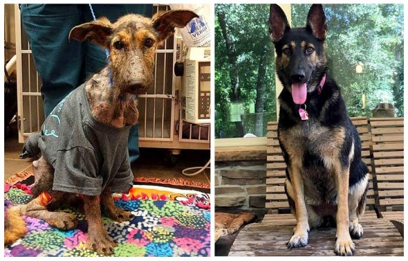 smiling German shepherd after adoption