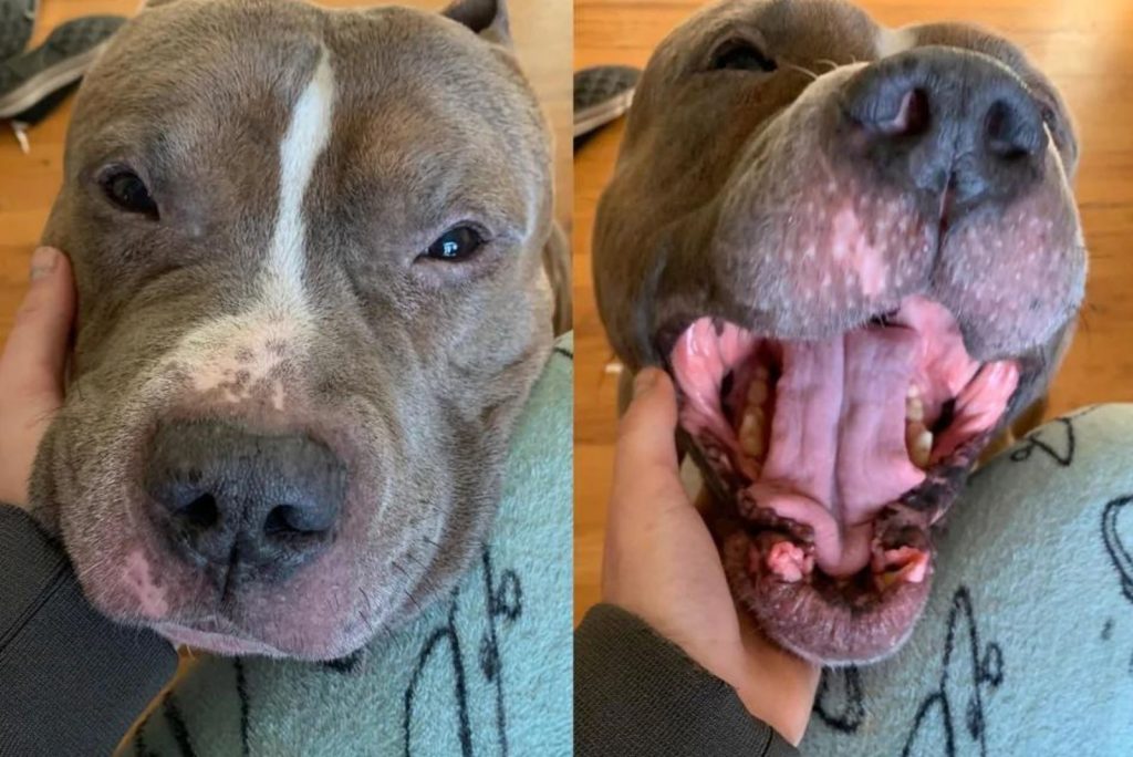 smiling pit bull