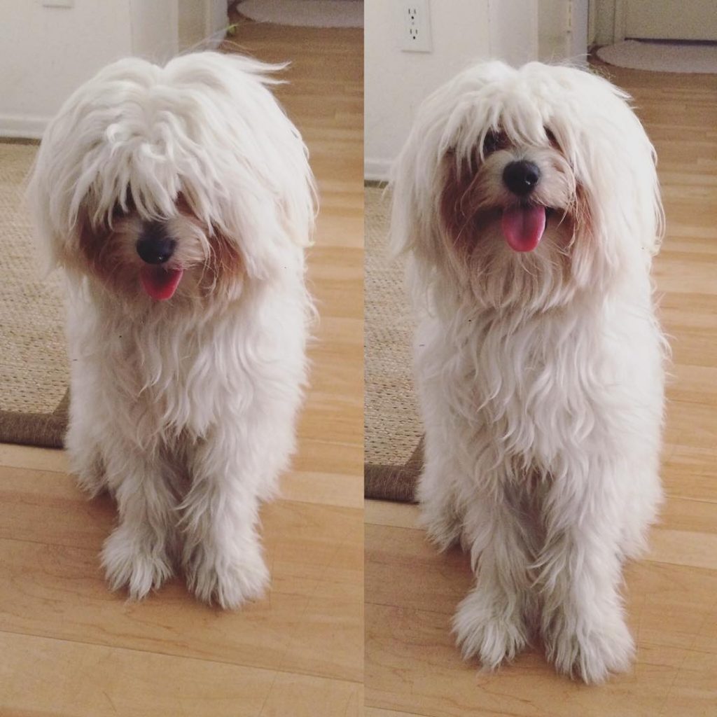 smiling poodle