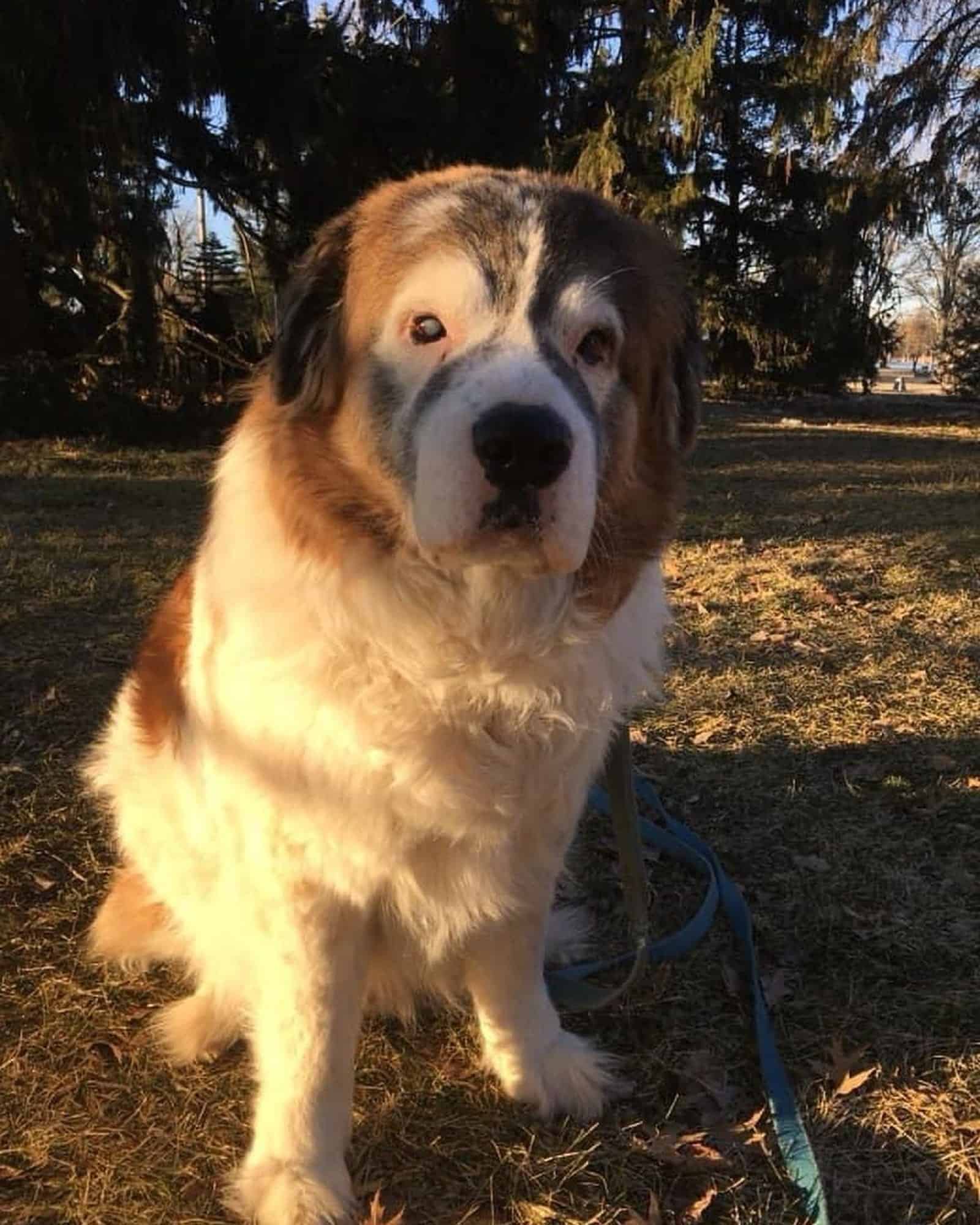 st bernard dog with vitiligo