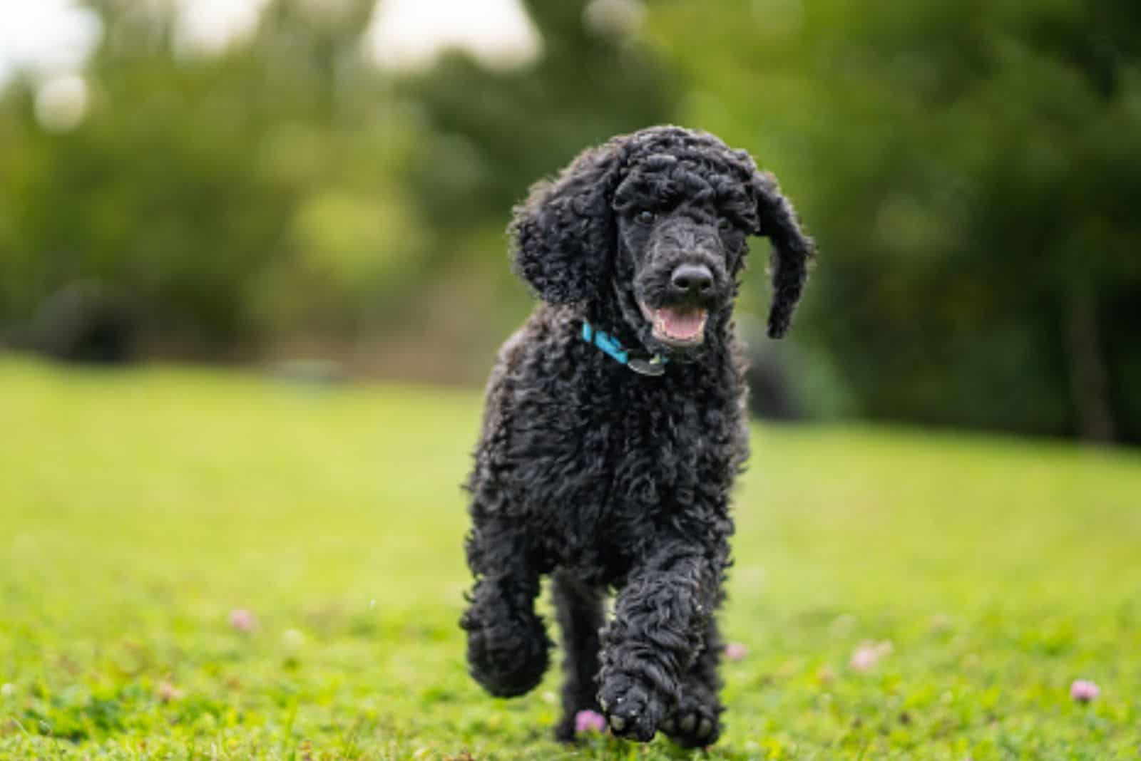 standard poodle running on the lawn